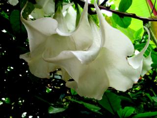 flowers and gardens, Panajachel, Lake Atitlan, Guatemala