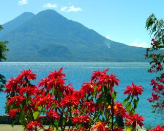 flowers and gardens, Panajachel, Lake Atitlan, Guatemala