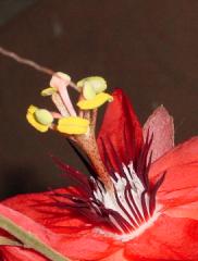 flowers and gardens, Panajachel, Lake Atitlan, Guatemala