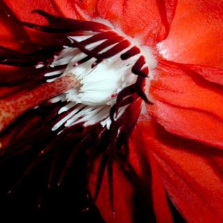 flowers and gardens, Panajachel, Lake Atitlan, Guatemala