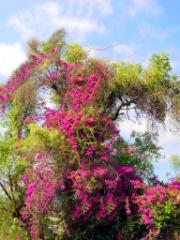 flowers and gardens, Panajachel, Lake Atitlan, Guatemala