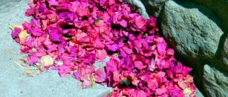 flowers and gardens, Panajachel, Lake Atitlan, Guatemala